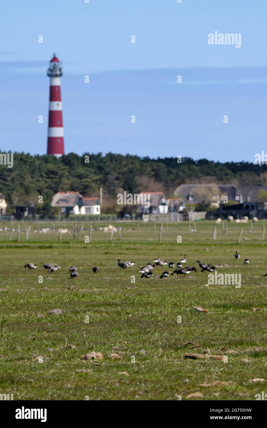 Typische holländische Landschaft mit einem Bauernhof, Ackerland mit Gänsen und unscharfem Leuchtturm von Hollum, Ameland im Hintergrund. Die niederländischen Landwirte leiden darunter Stockfoto