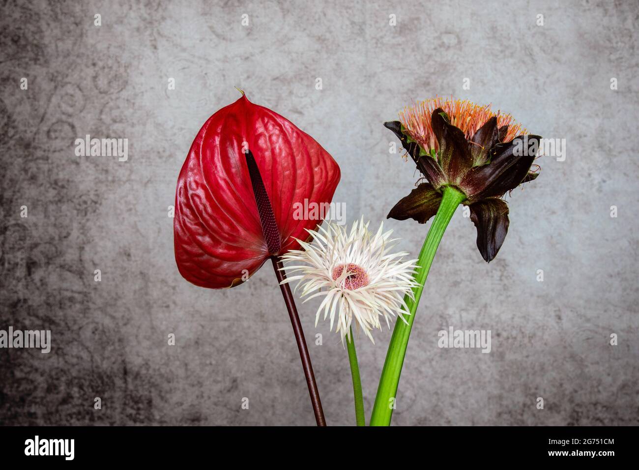 Stillleben von Anthurium, weißer Gerbera und Blutsilie Stockfoto