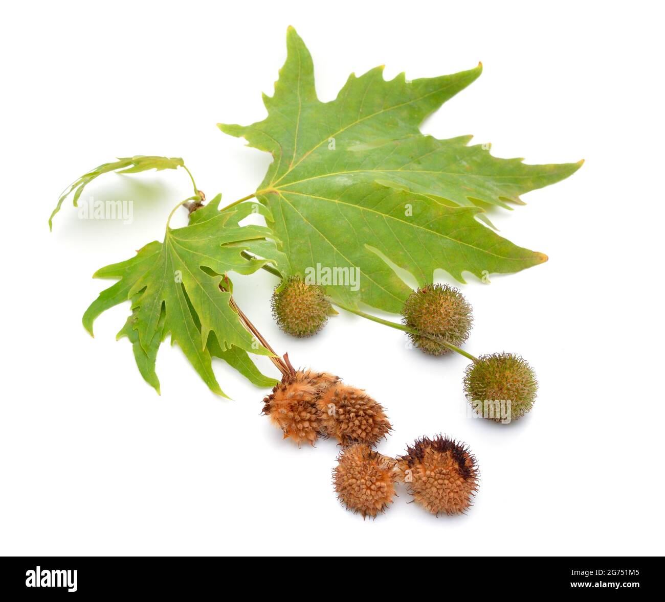 Platanus, Flugzeuge oder Platanen. Isoliert auf weißem Hintergrund. Stockfoto