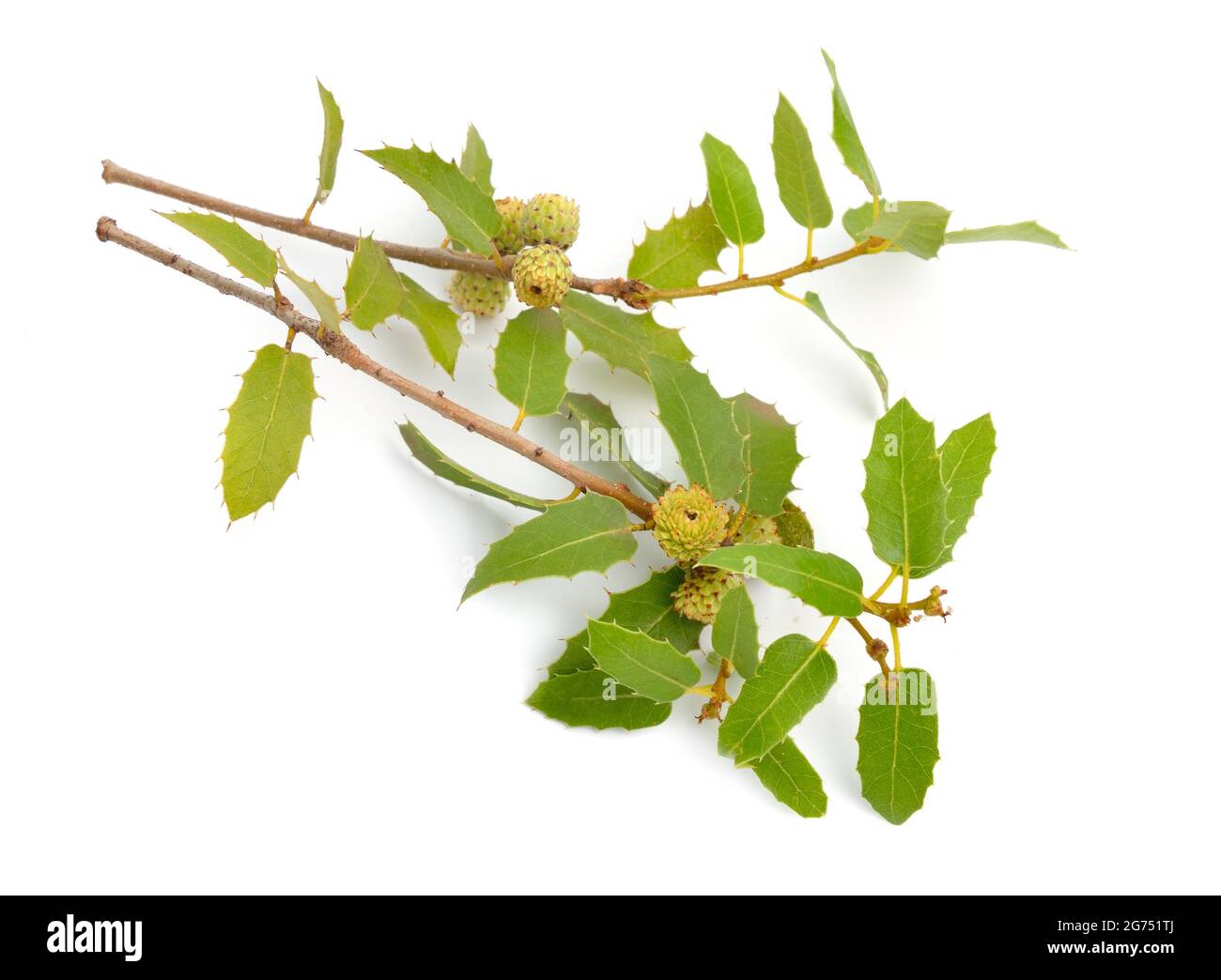 Quercus coccifera oder Kermes Eiche. Isoliert auf weißem Hintergrund. Stockfoto