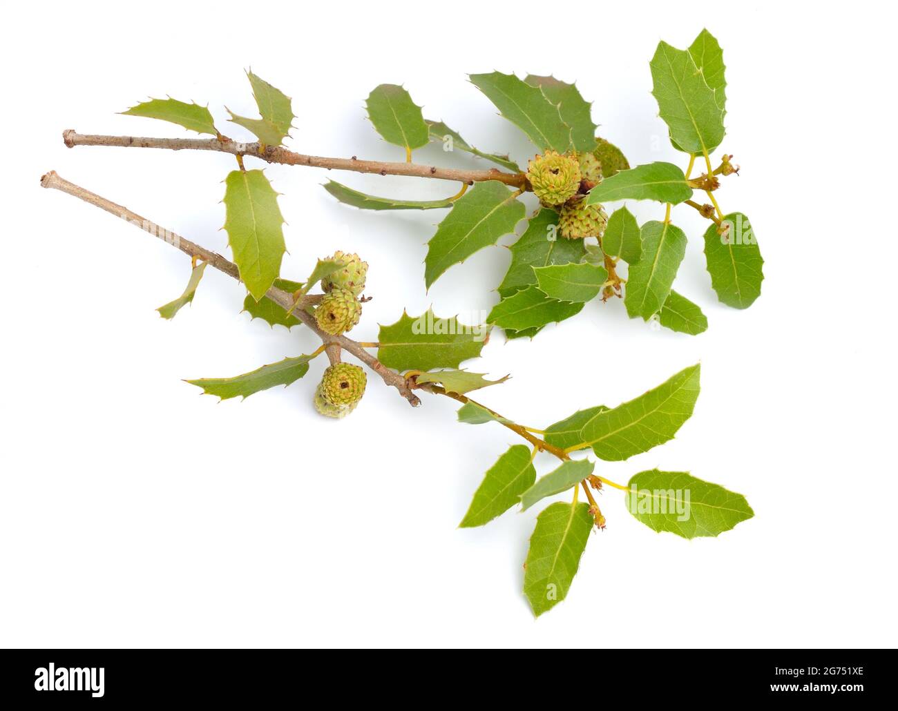 Quercus coccifera oder Kermes Eiche. Isoliert auf weißem Hintergrund. Stockfoto