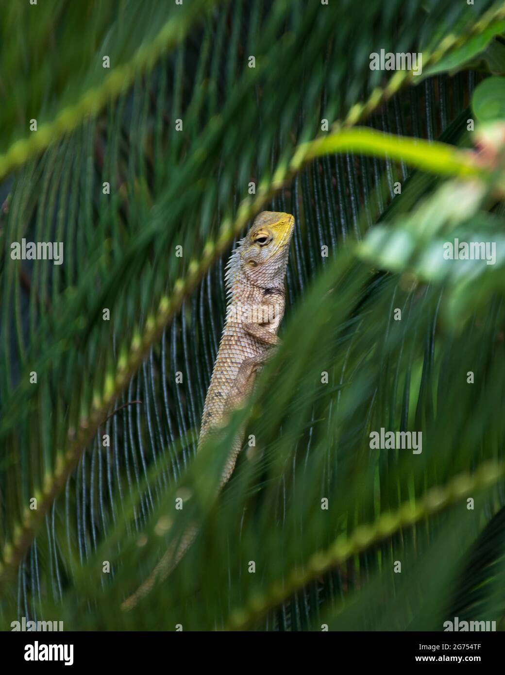 Selektiver Fokus auf eine schöne indische Garteneidechse (Calotes versicolor), die auf den Blättern einer Pflanze im Garten posiert. Auch bekannt als der orientalische gard Stockfoto