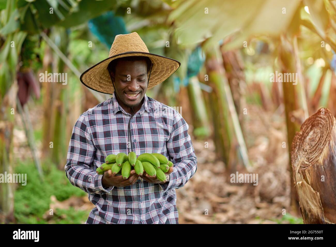 Inhalt African American Male gartenculturist in Strohhut mit frischem Bananenbündel auf Plantage auf verschwommenem Hintergrund stehend Stockfoto