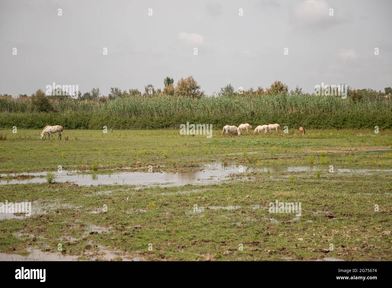 Weiße Pferde bei Delta del Llobregat, El Prat, Spanien Stockfoto