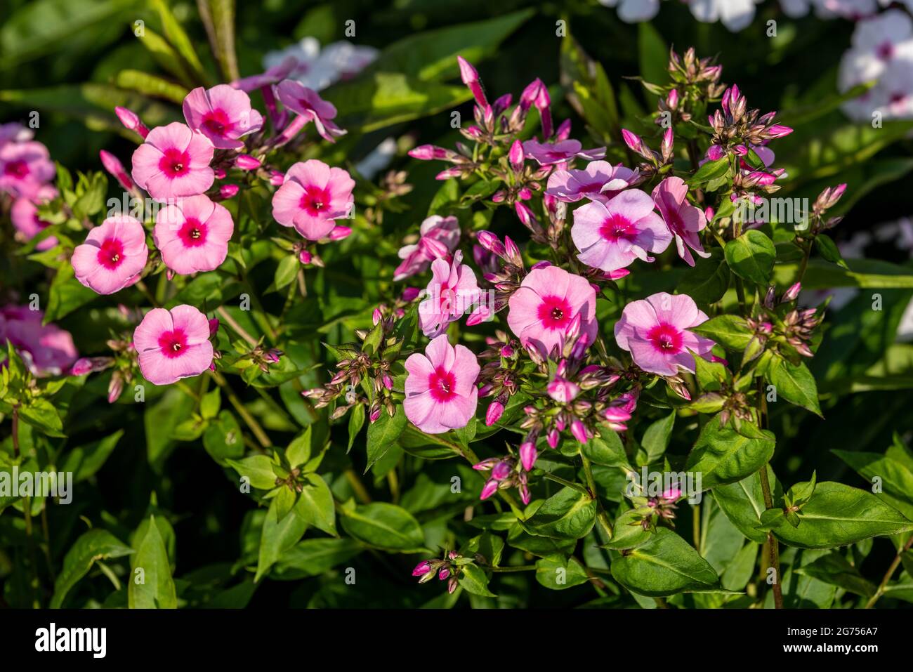 Phlox paniculata 'frühen Pink Dark Eye" Stockfoto