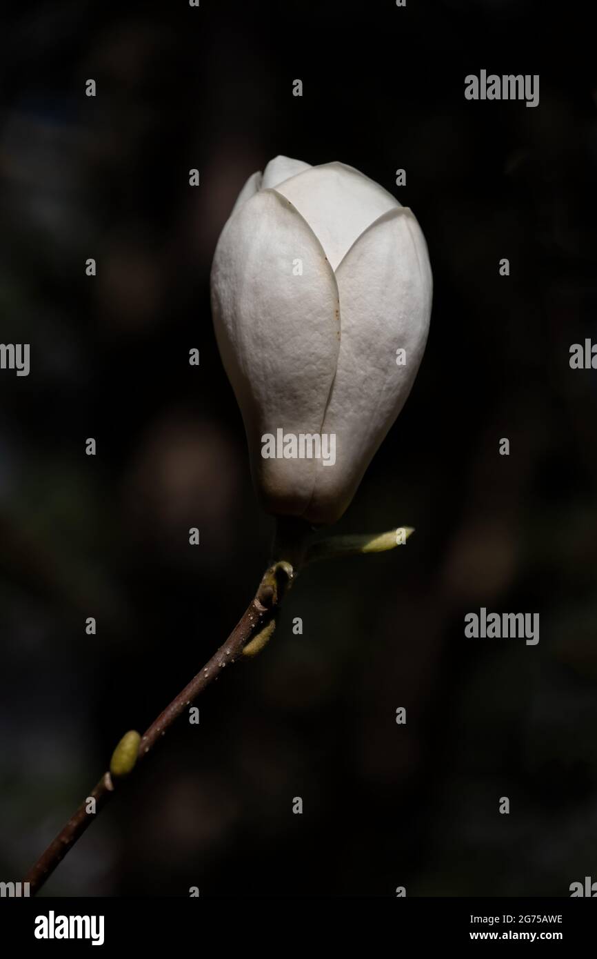 Magnolia × soulangeana Lennei Alba (Rose White) weiße Blume, kontrastierende minimalistische Komposition vor dunklem Hintergrund, Familie: Magnoliaceae. Stockfoto