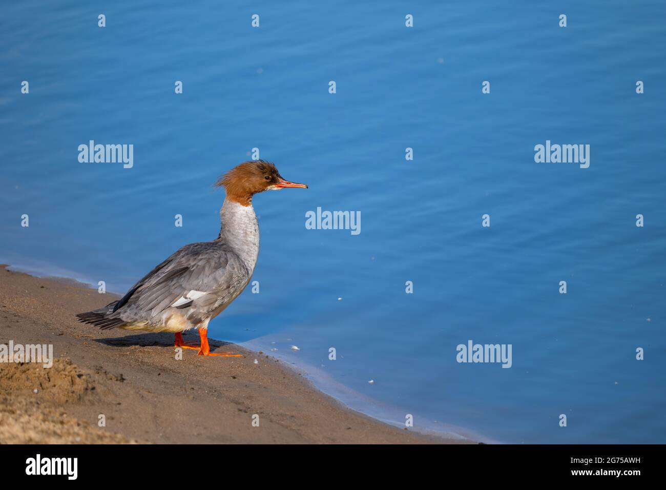 Mergus merganser (Gänsehaut) weiblicher Wasservogel am Flussufer, der ins Wasser schaut, Familie: Anatidae Stockfoto