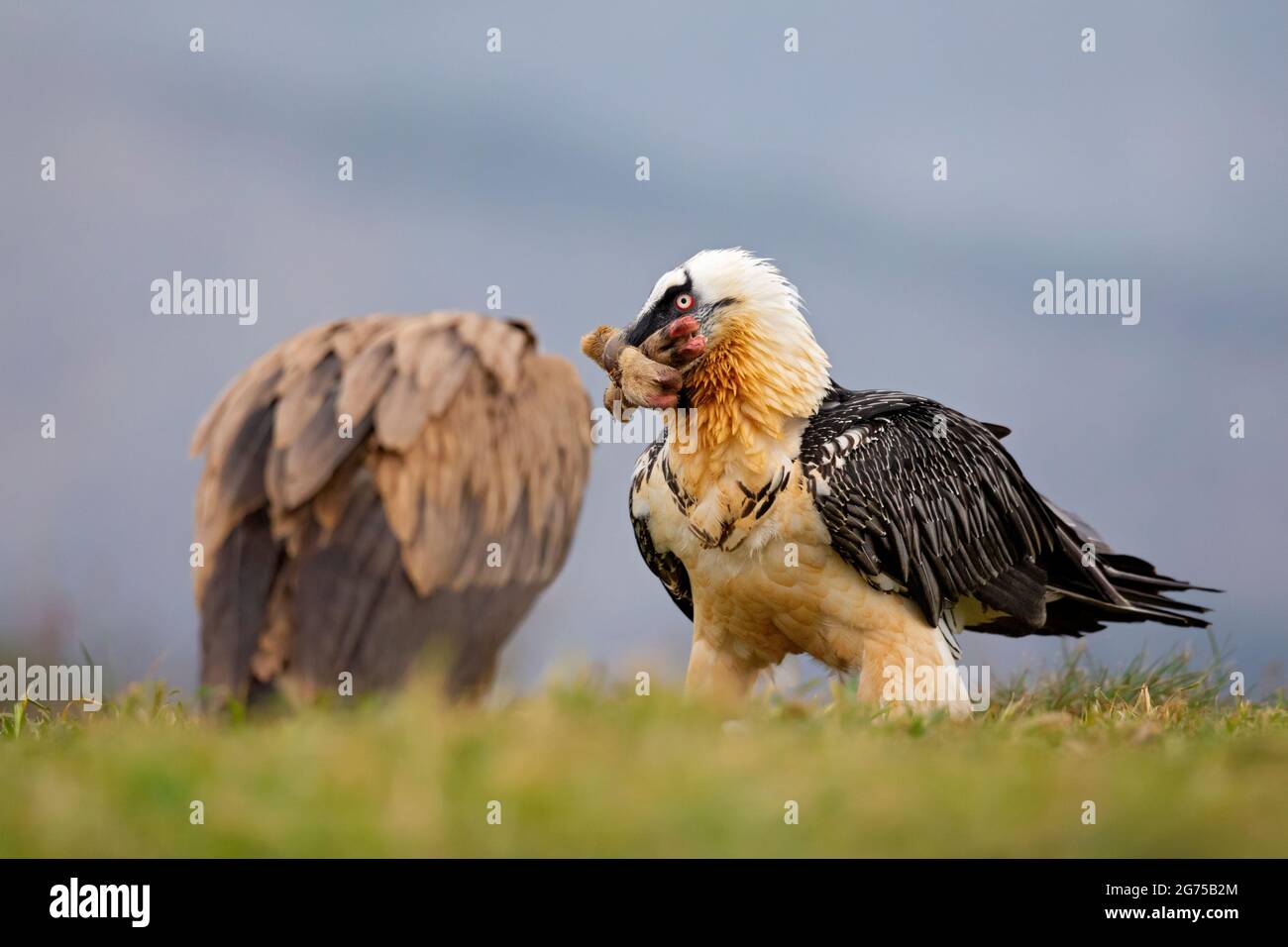 Bartgeier (Gypaetus barbatus), der Knochen raubt und frisst. Lammergier the beenderen zoekt en eet. Stockfoto