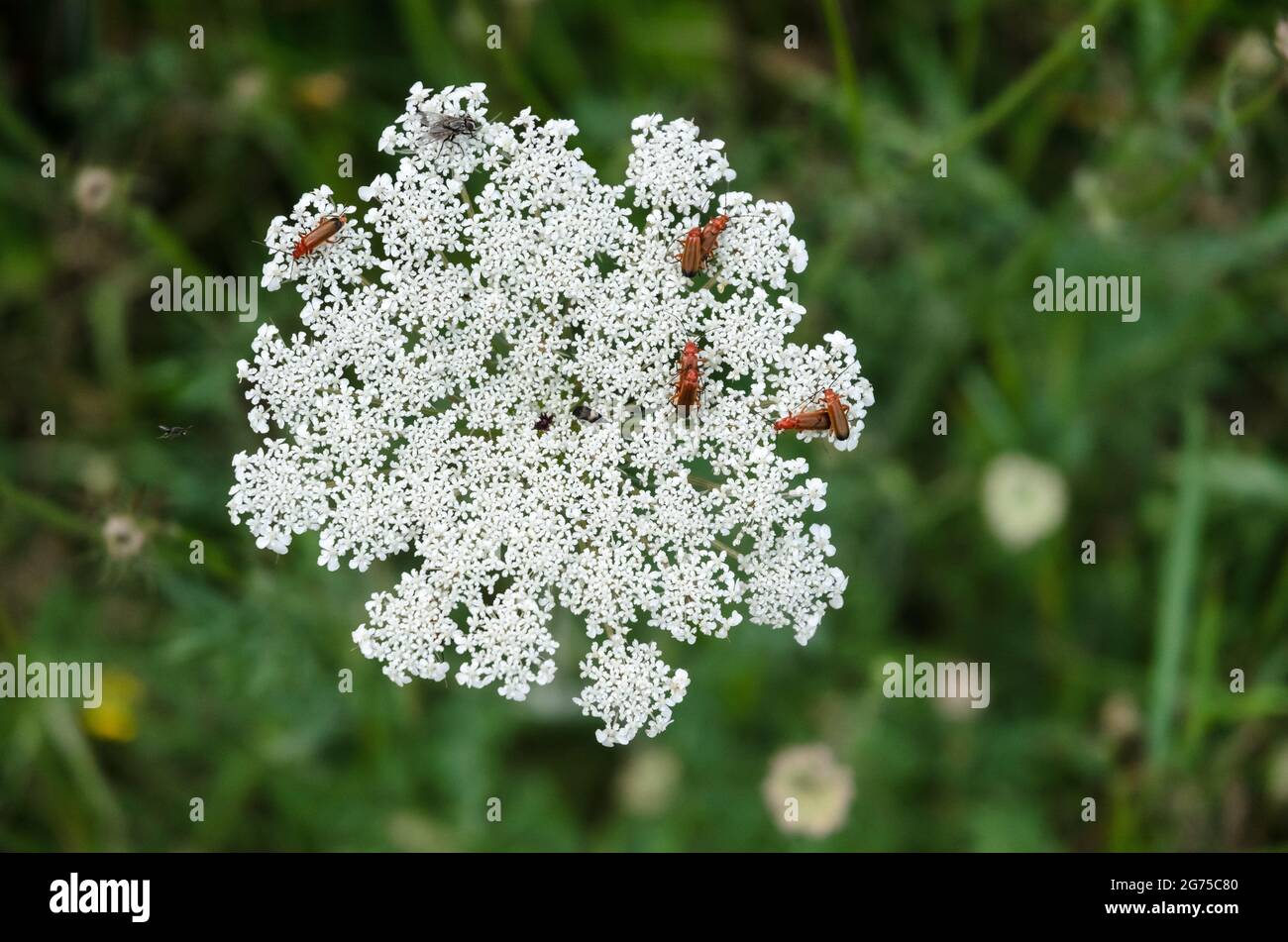 Daucus carota, bekannt als Wildkarotte, Vogelnest, Bischofsspitze oder Königin Annes Spitzenpflanze auf einer Wiese in Deutschland, Europa Stockfoto