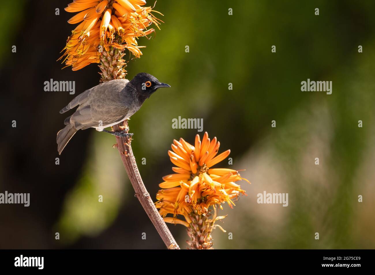 Eine selektive Fokusaufnahme eines giftigen Vogels mit orangefarbenen Augen auf einem Zweig mit orangefarbenen Blüten Stockfoto