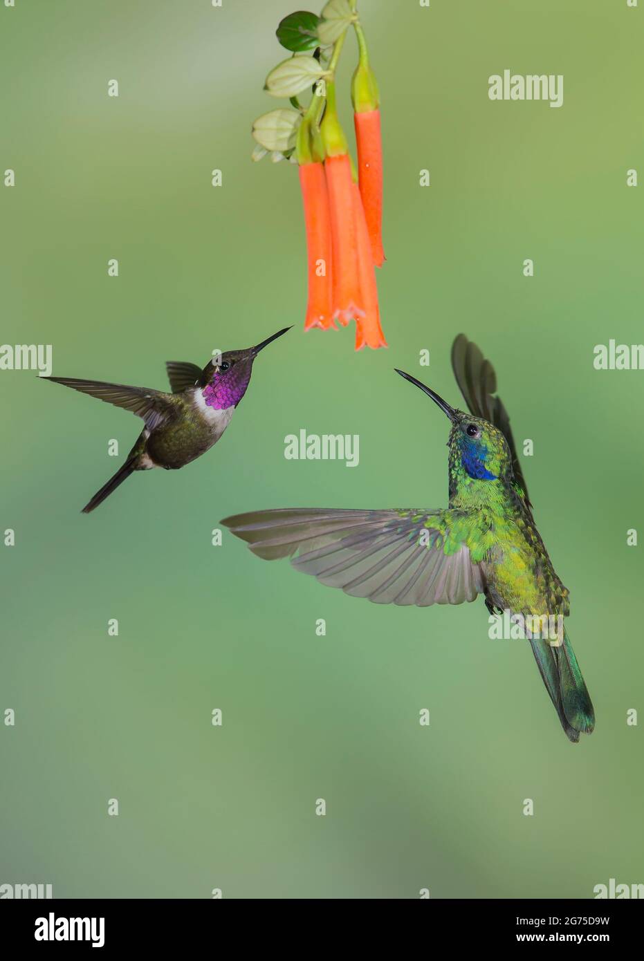 Grüner Violettkehlchen, mexikanischer Violettkehlchen (Colibri thalassinus) und Purple-Throated Woodstar (Calliphlox mitchellii) Männchen umkreisen eine Blume Stockfoto