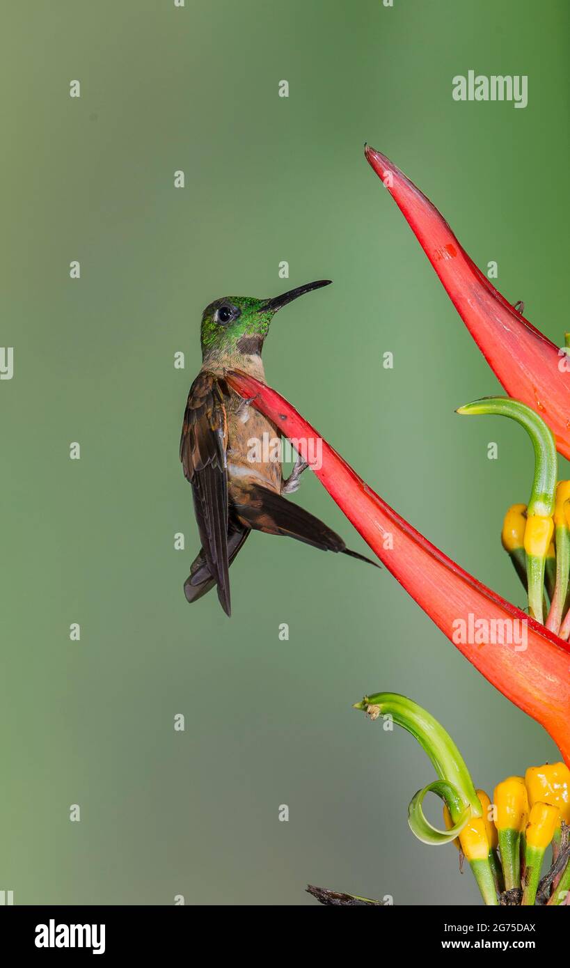 Fawn-breasted Brilliant (Heliodoxarubinoides) männlich Stockfoto