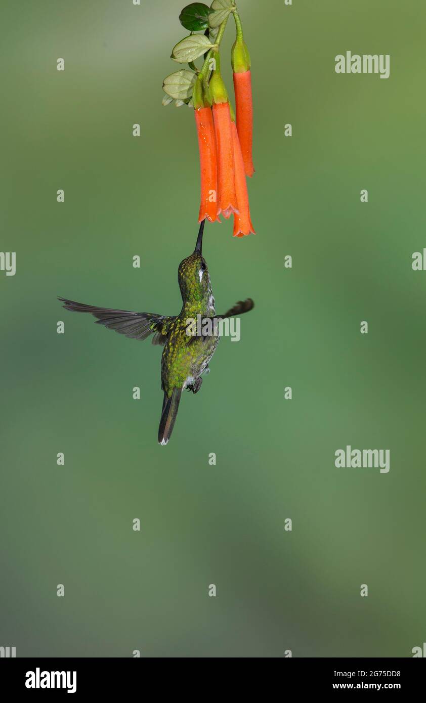 Bufftailed Coronet (Boissonneaua flavescens) Stockfoto