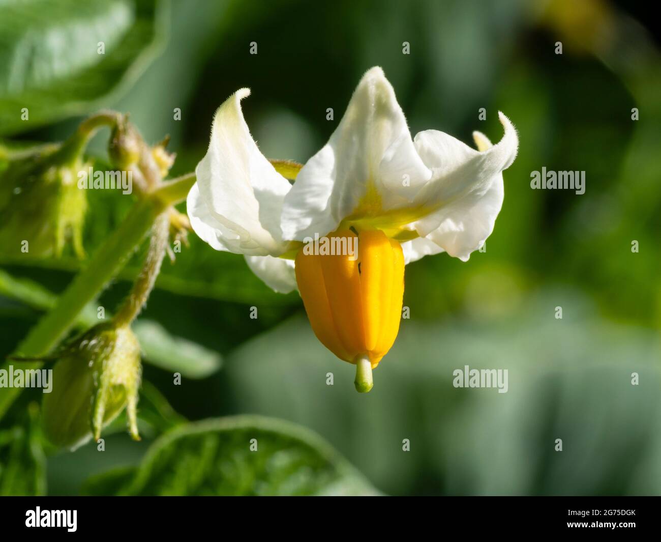 Zarte gelbe und weiße Blume von Container angebaut organischen ersten Kartoffeln, Solanum tuberosum 'Cascana' Stockfoto