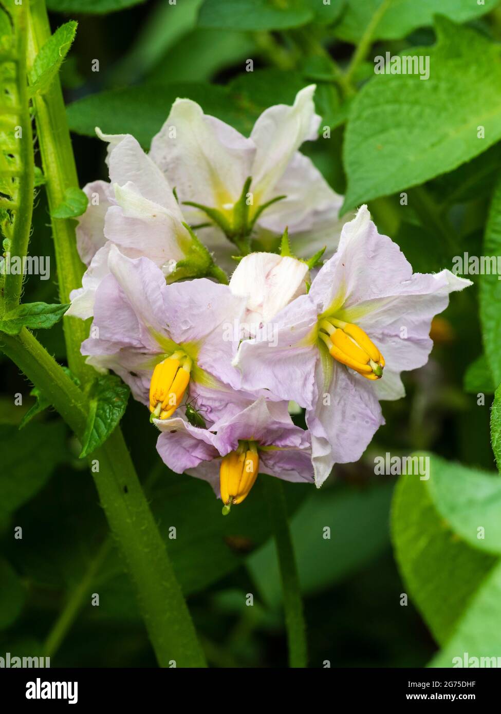 Zarte Flieder, gelbe und weiße Blüten von in Behältern angebauten Bio-Kartoffeln, Solanum tuberosum 'Charlotte' Stockfoto