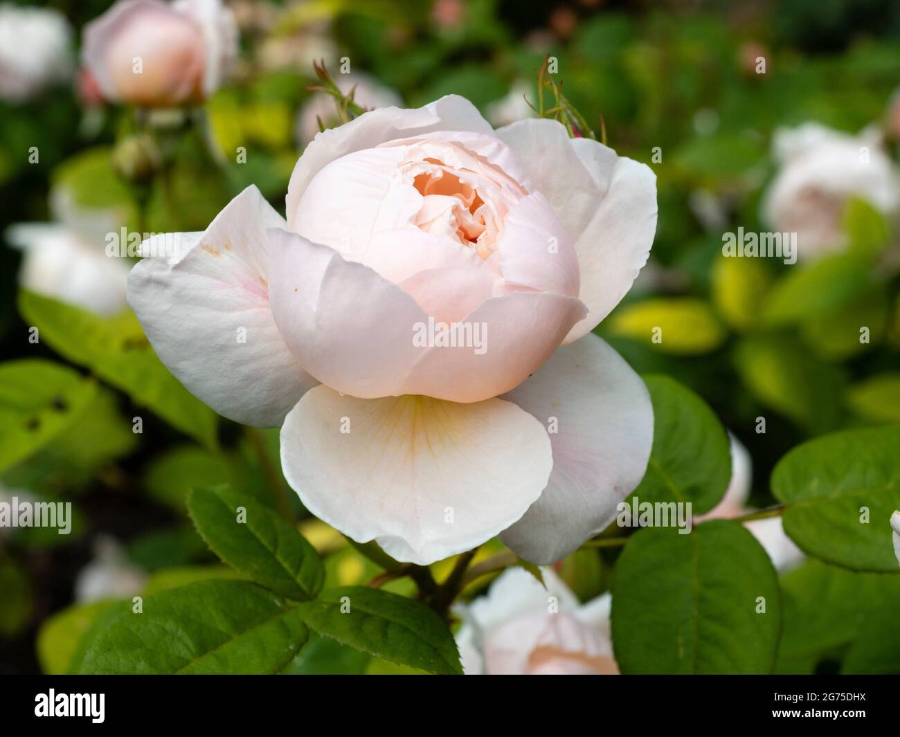 Hellrosa Öffnungsblume der duftenden David Austin englischen Strauchrose, Rosa 'St Cecilia' Stockfoto