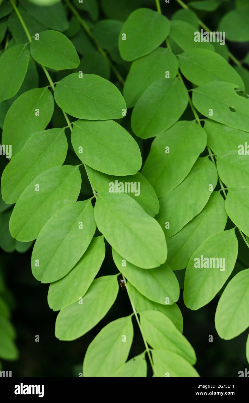 Robinie pseudoacacia baum Stockfotos und bilder Kaufen Seite 3 Alamy