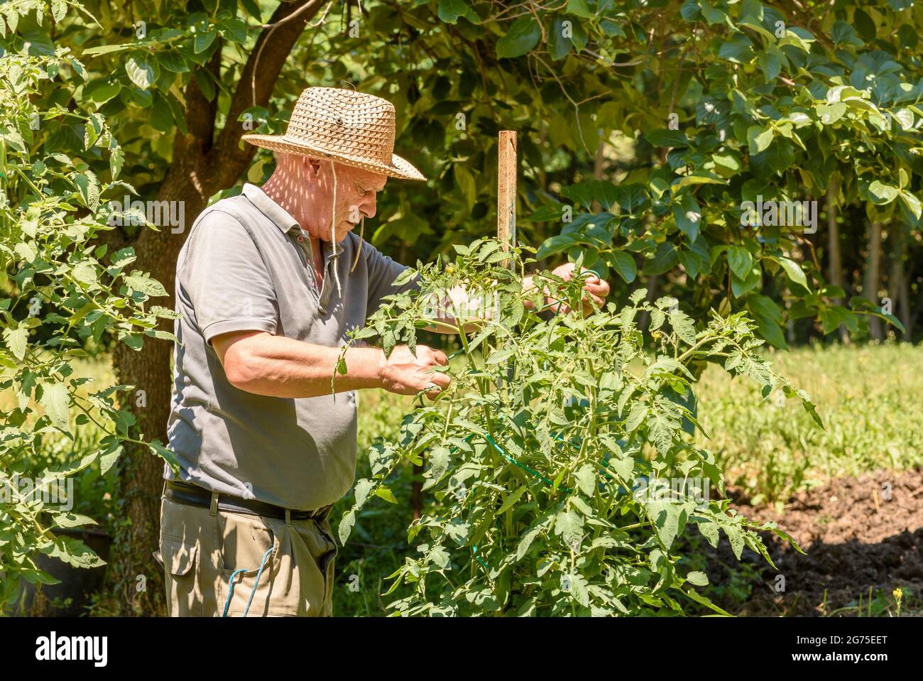 Älterer Mann bindet die Tomatenpflanzen im Gemüsegarten. Gartenkonzept im Frühling. Der Lebensstil älterer Menschen. Stockfoto