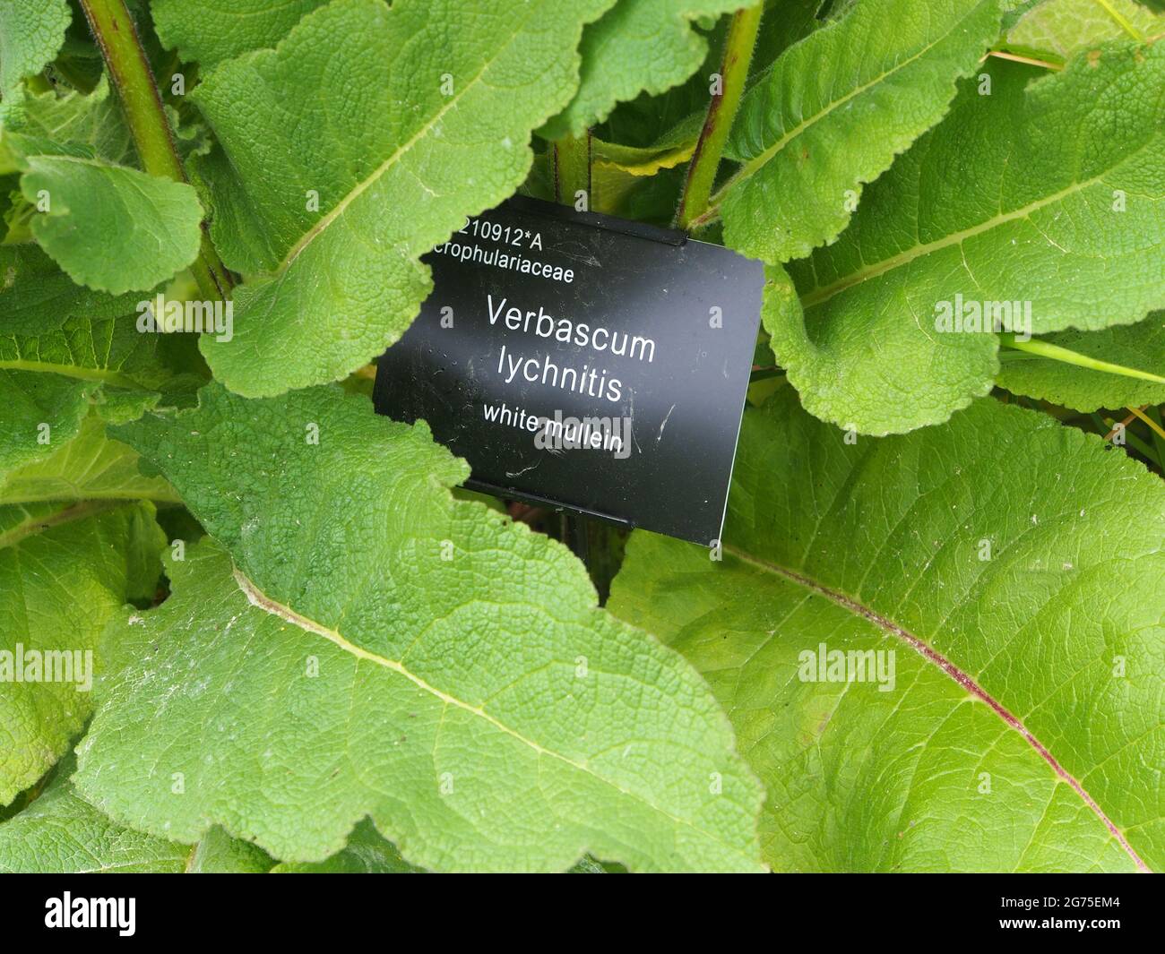 Verbascum Lychnitis Laub mit dem Pflanzenetikett in der Mitte in einer der Grenzen bei RHS Bridgewater, Salford, Manchester, Großbritannien, im Juli. Stockfoto