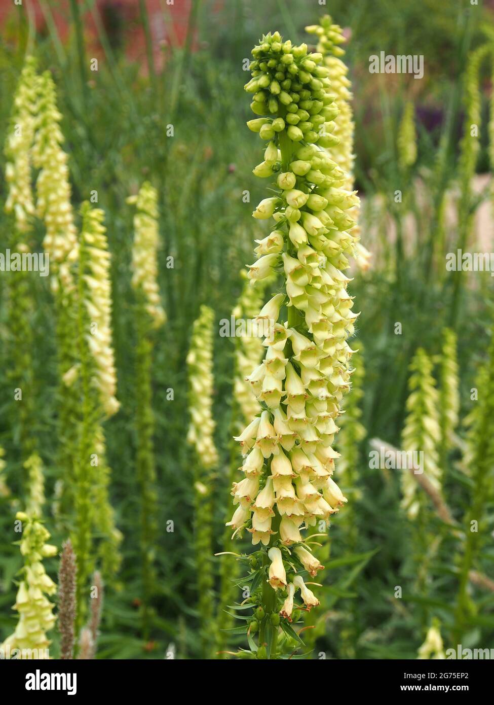 Digitalis Lutea (Gelber Fuchshandschuh) blüht im Juli bei RHS Bridgewater, Salford, Manchester, Großbritannien. Stockfoto