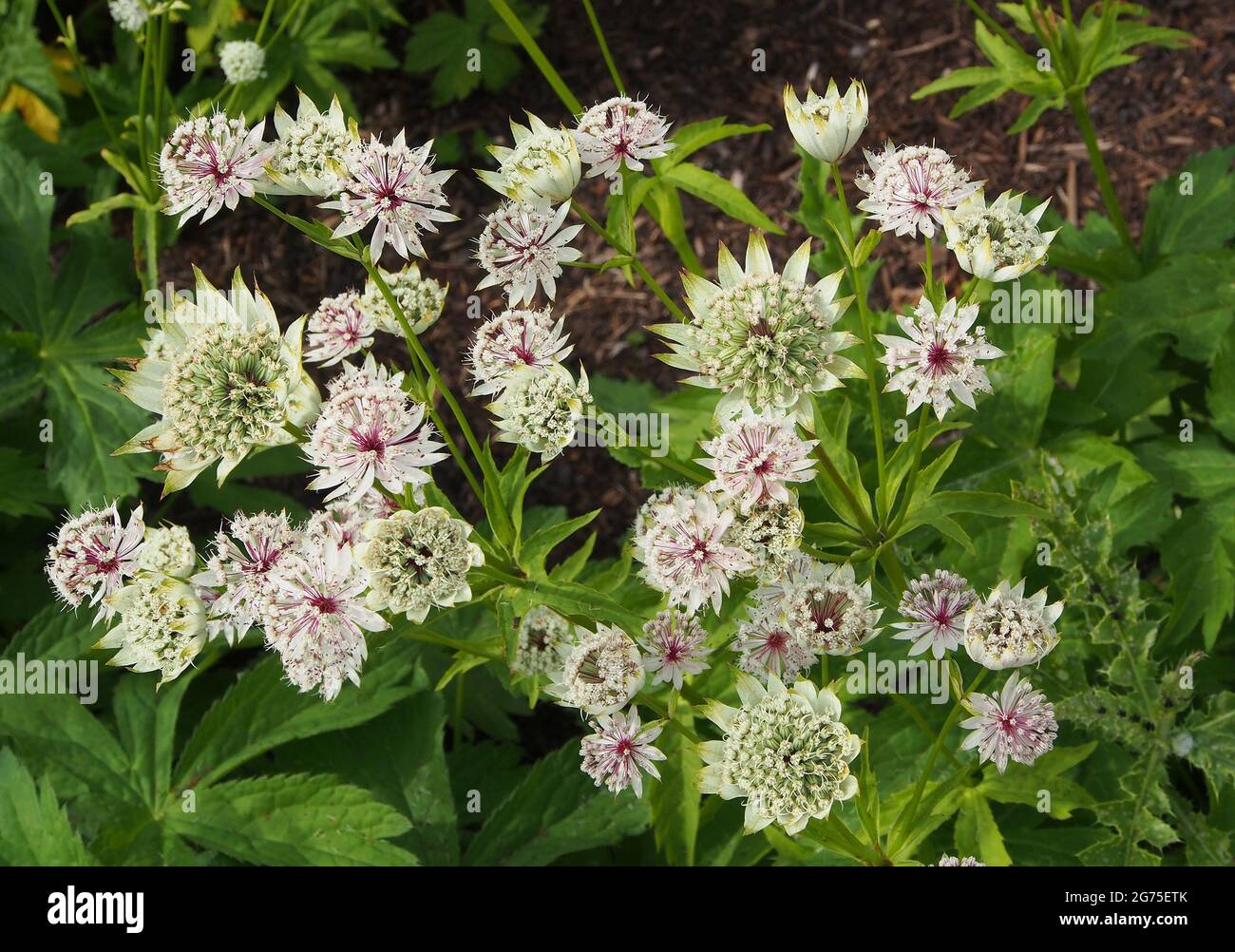 Klumpen von weißem Astratia major (Masterwort), der in einem der Blumenbeete bei RHS Bridgewater, Salford, England, Großbritannien, wächst. Stockfoto