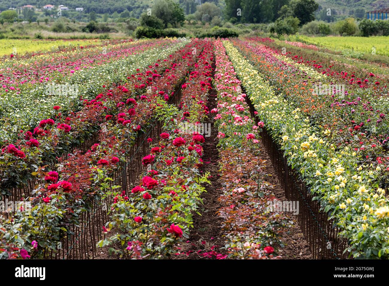 Rosenfarm in Albanien Stockfoto