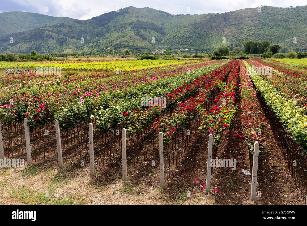 Rosenfarm in Albanien Stockfoto