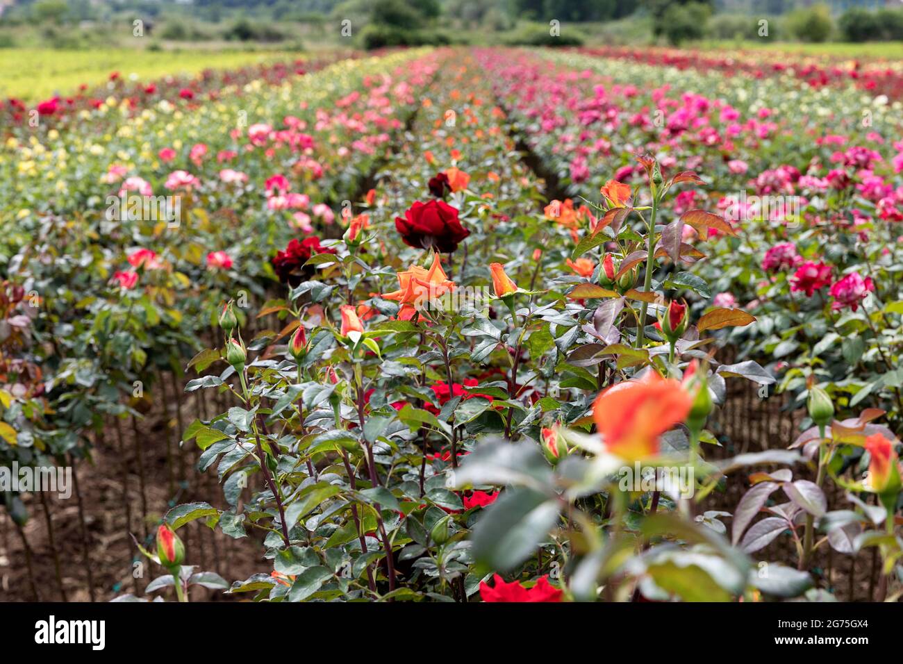 Rosenfarm in Albanien Stockfoto