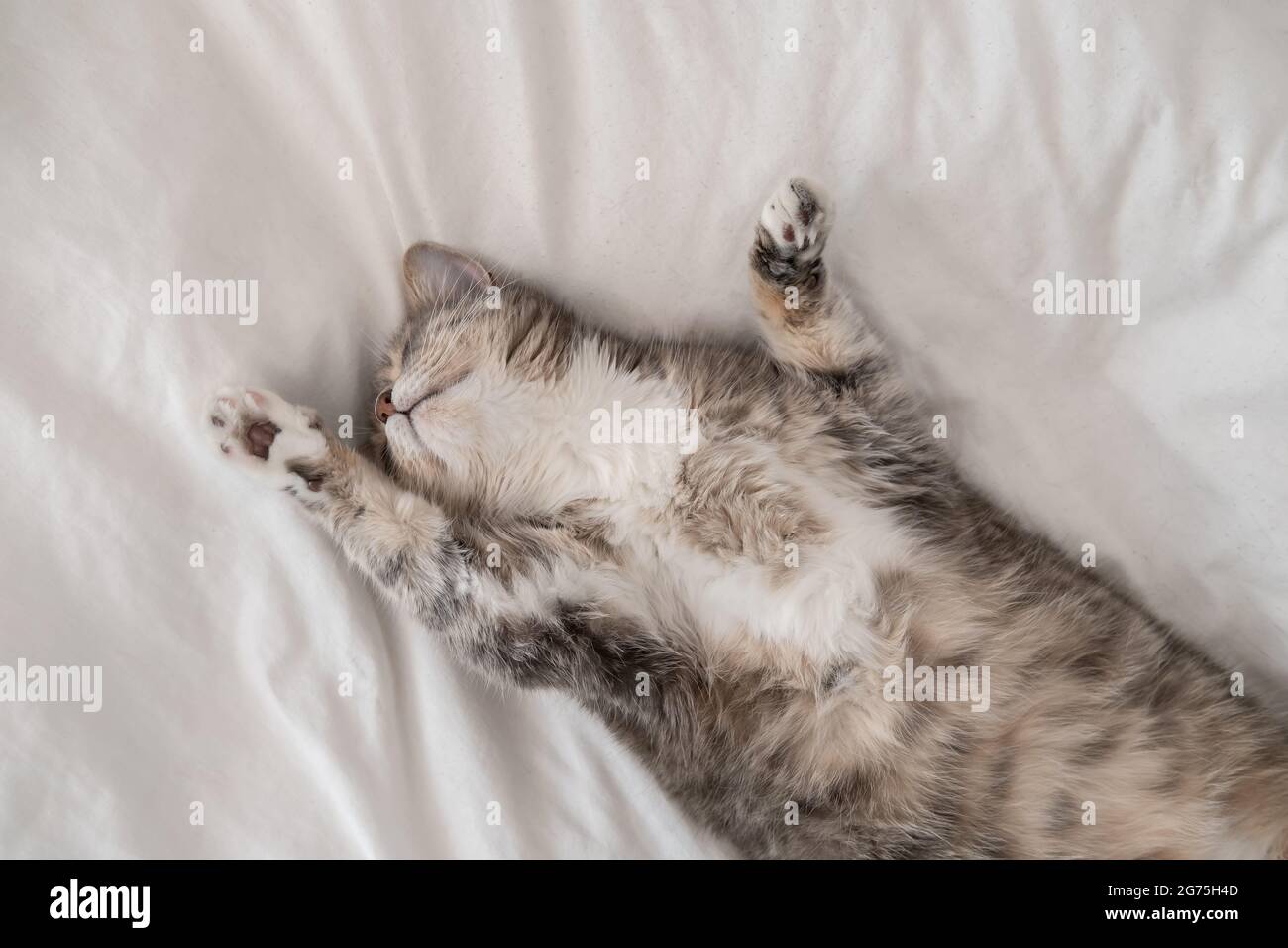 Süße, dicke Katze schläft, faulenzt auf dem Bett, in der Sommerhitze. Siesta. Draufsicht. Stockfoto