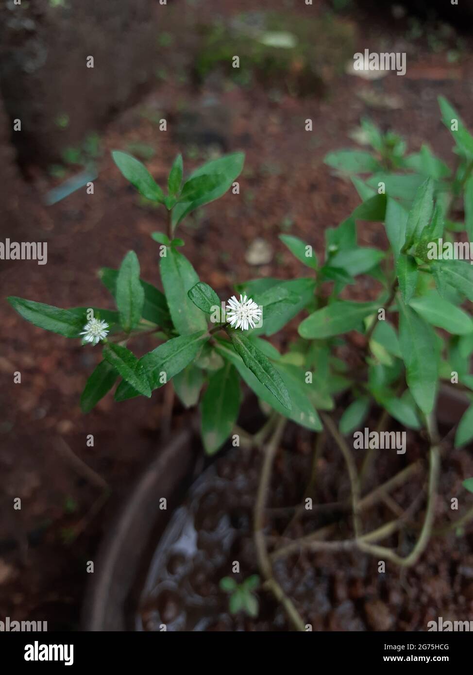 Eine selektive Fokusaufnahme von frischen grünen Blättern und einer weißen Blüte der Eklipta-Prostrata-Pflanze Stockfoto