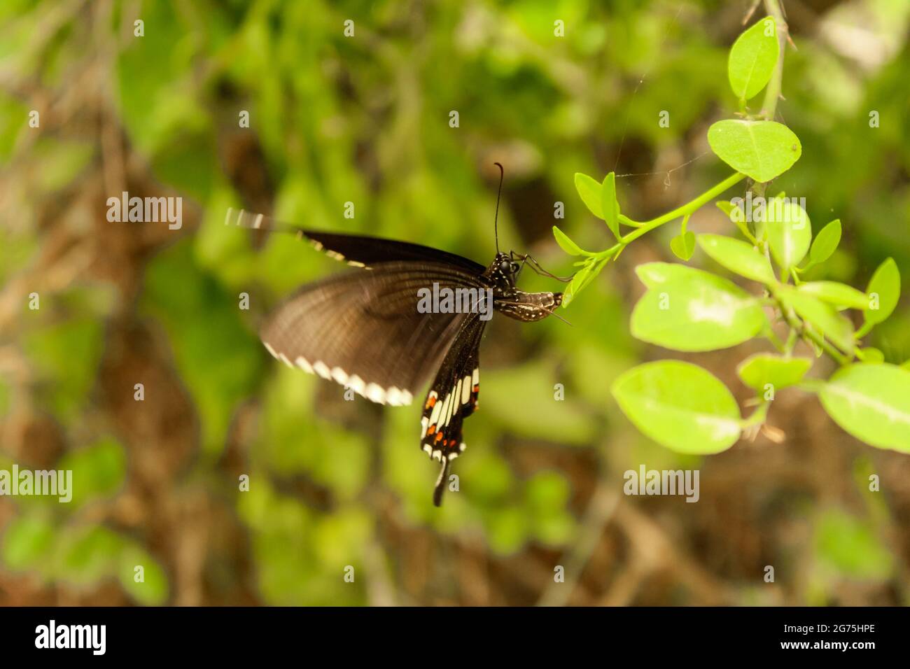 Euploea Core oder Common Indian Crow Butterfly. Makro-Schmetterlinge auf grünen Blättern für Hintergrund und Tapete. Stockfoto