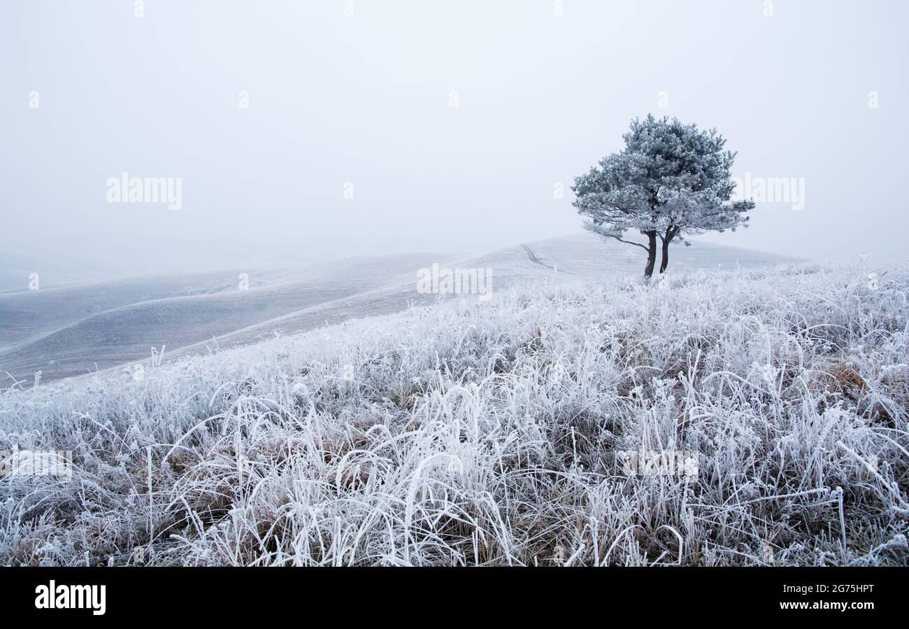 Baum auf dem Hügel in frostiger nebliger Landschaft im Winter bei Sonnenaufgang. Stockfoto