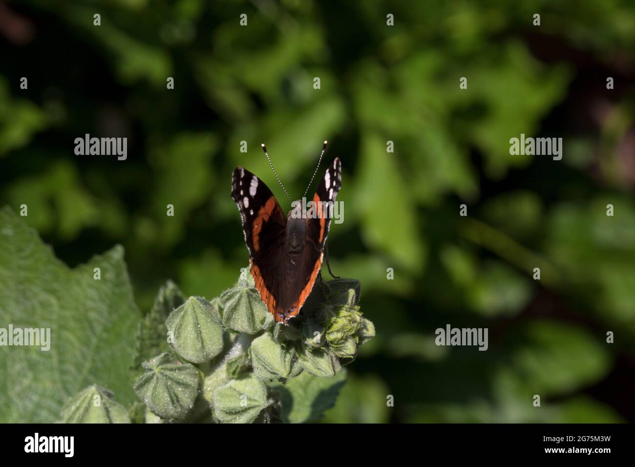 Rotadmiral Butterfly Vanessa Atalanta Nahaufnahme Stockfoto
