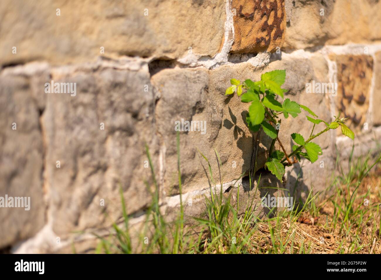 Eine Nahaufnahme einer Pflanze, die an der Steinmauer wächst. Stockfoto