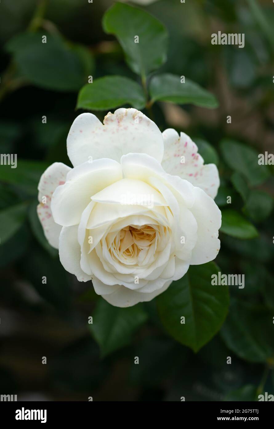 Nahaufnahme einer Rose namens Rosa Tranquillity von David Austin. Eine weiße Rose mit gelber Blüte in Großbritannien Stockfoto