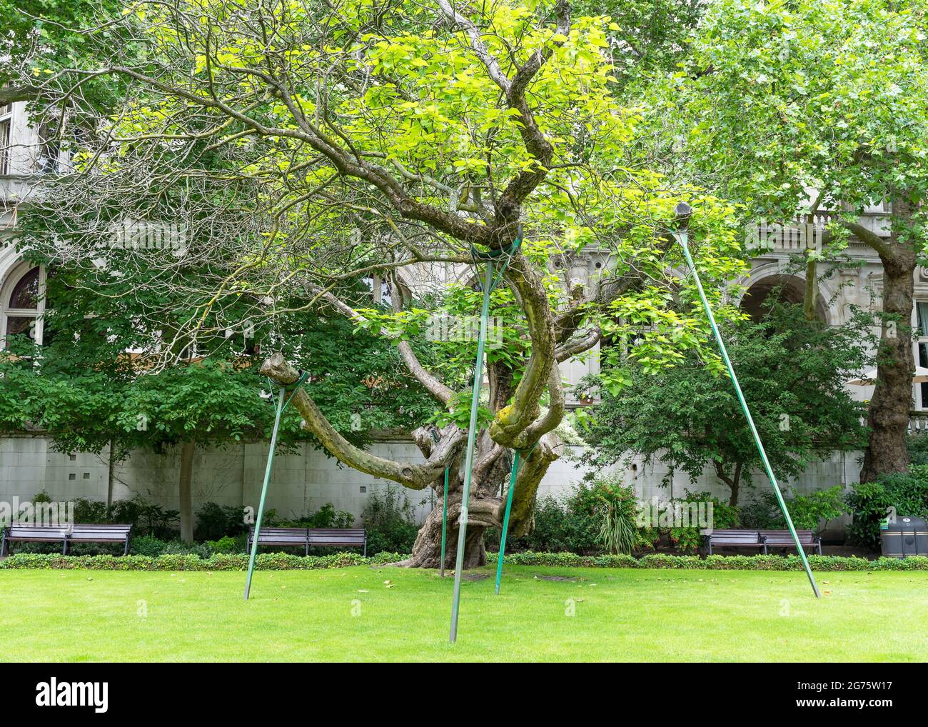 Ein großer Baum, der in einem Park mit Holzstützen hochgehalten wird. London Stockfoto