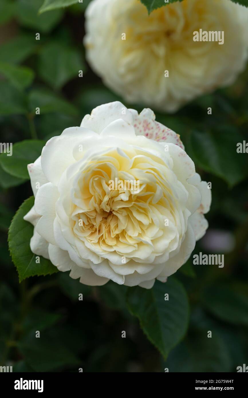 Nahaufnahme einer Rose namens Rosa Tranquillity von David Austin. Eine weiße Rose mit gelber Blüte in Großbritannien Stockfoto