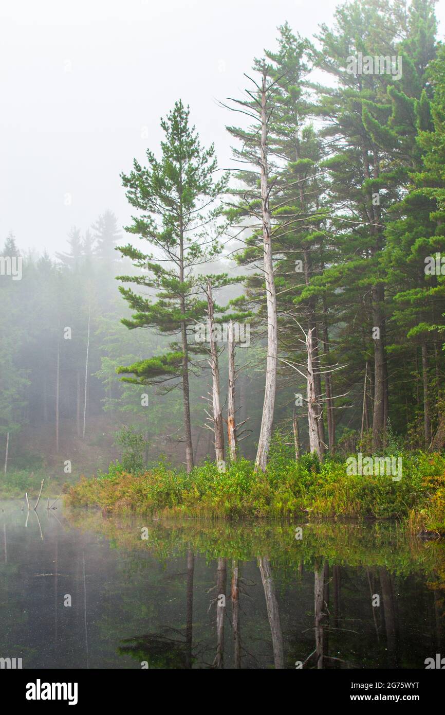 Nebel umhüllt die Bäume am Tully Lake in Royalston, Massachusetts Stockfoto