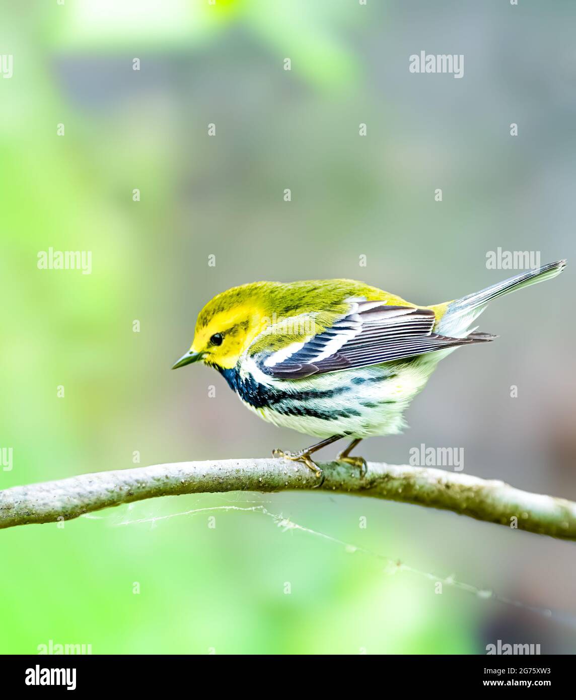 Black-throated grüner Laubsänger Stockfoto