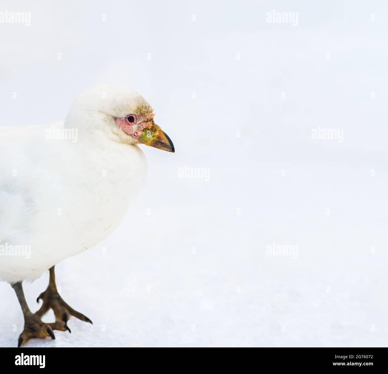 Schneebedeckter Schafsschnabel Stockfoto