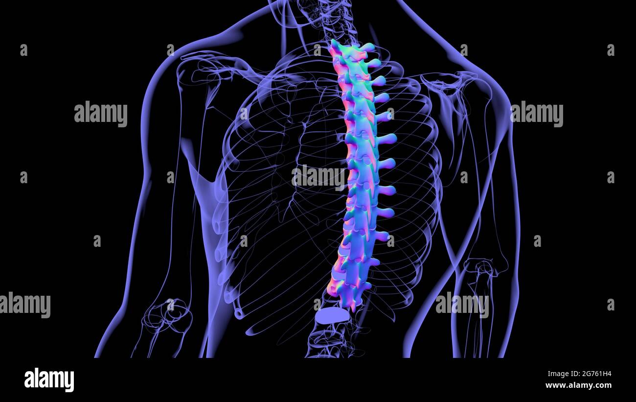 Menschliches Skelett Wirbelsäule Thoraxwirbel Anatomie 3D Illustration ...