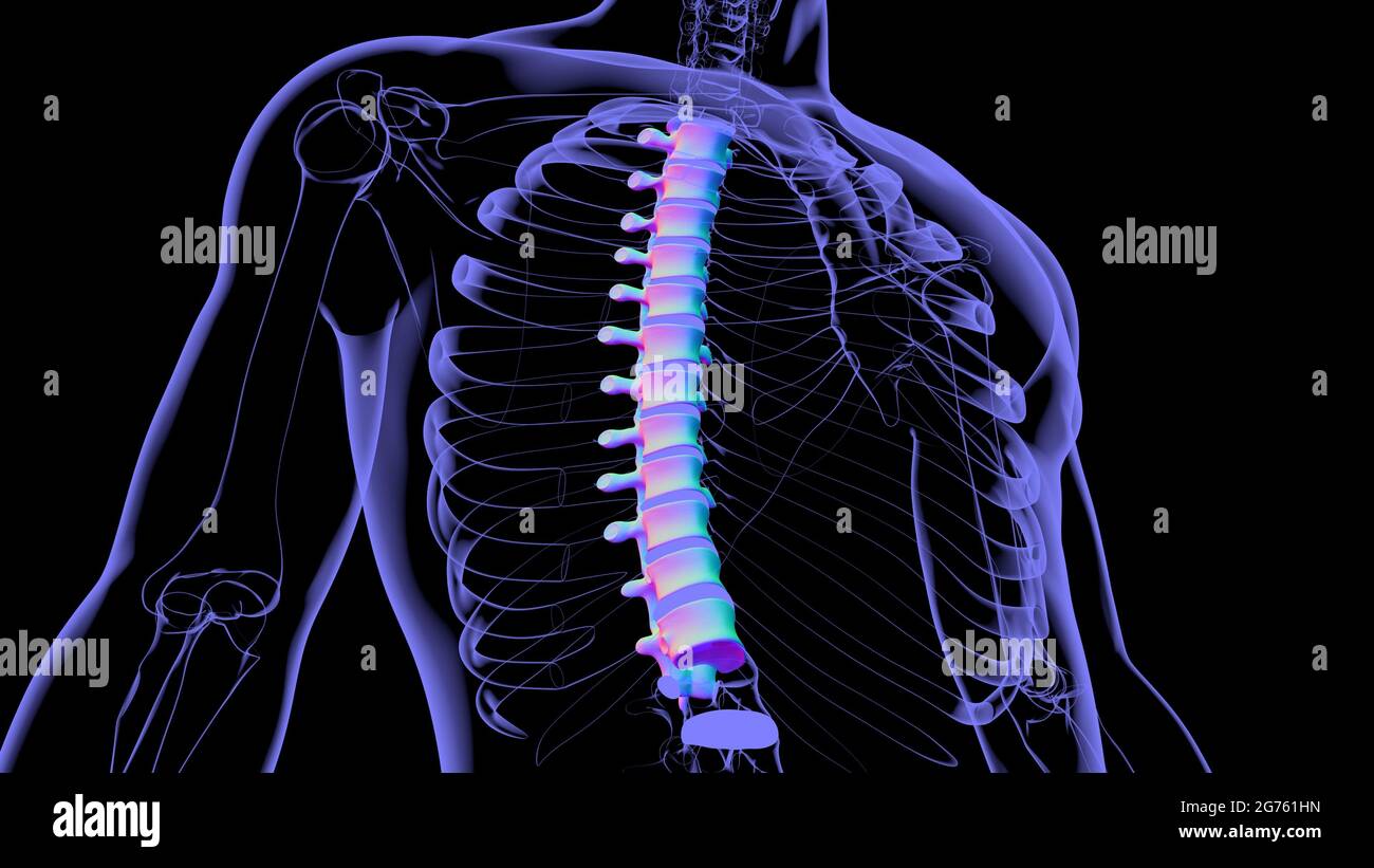 Menschliches Skelett Wirbelsäule Thoraxwirbel Anatomie 3D Illustration ...