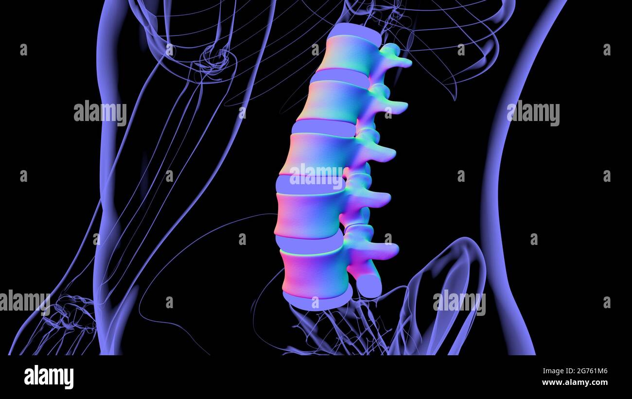 Menschliches Skelett Wirbelsäule Lendenwirbel Anatomie 3D Illustration ...