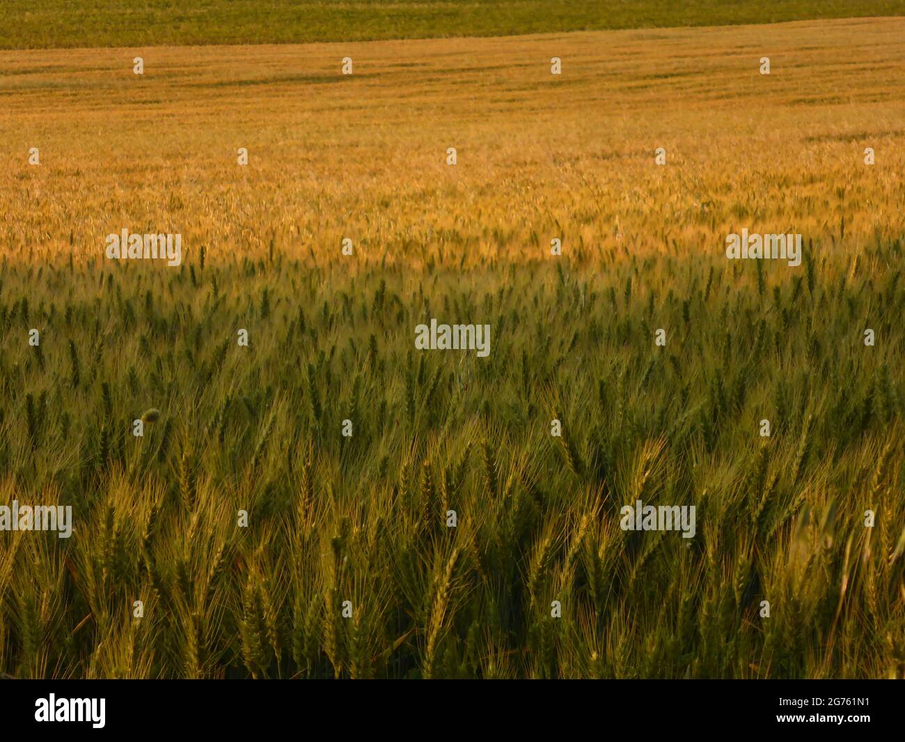 Campos mallorca Fotos und Bildmaterial in hoher Auflösung Alamy