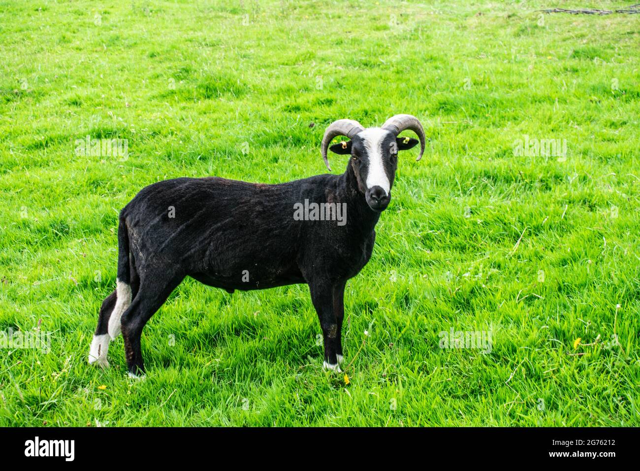Balwen Welsh Mountain Schafe Stockfoto