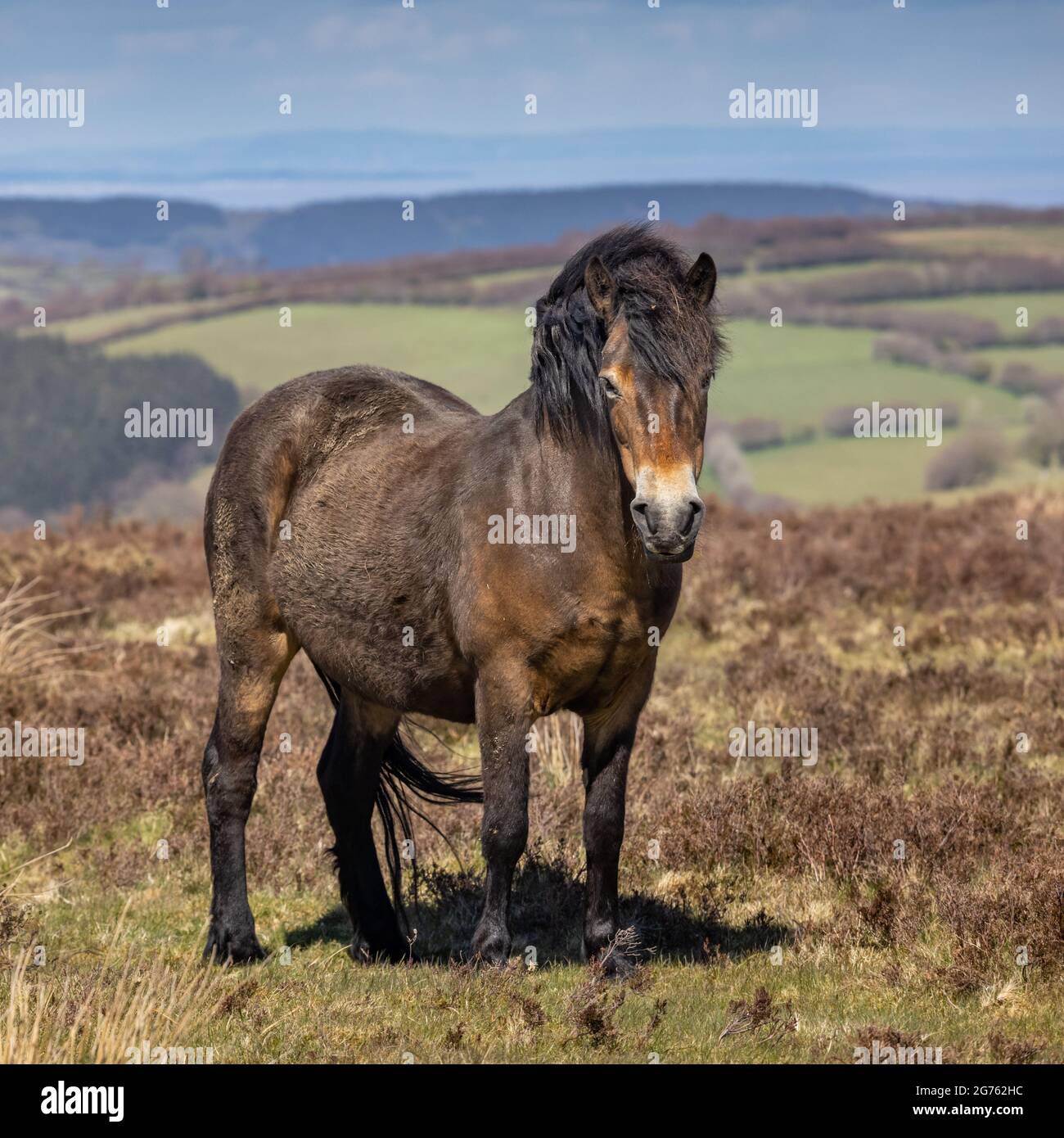 Ein Exmoor-Pony im Exmoor-Nationalpark in West Somerset. Stockfoto