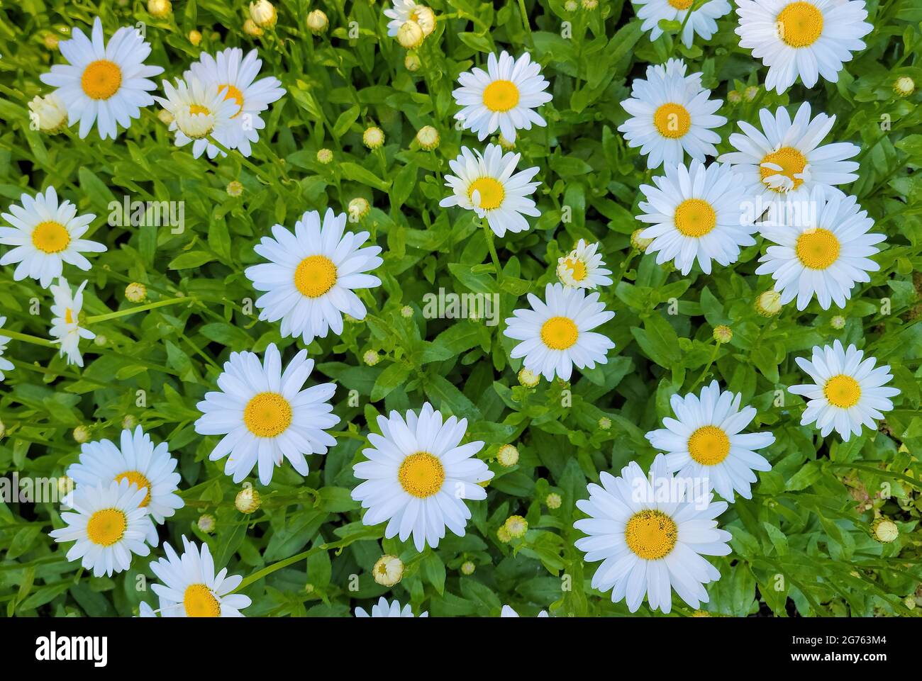 Weiße Gänseblümchen wachsen im Sommergarten Stockfoto
