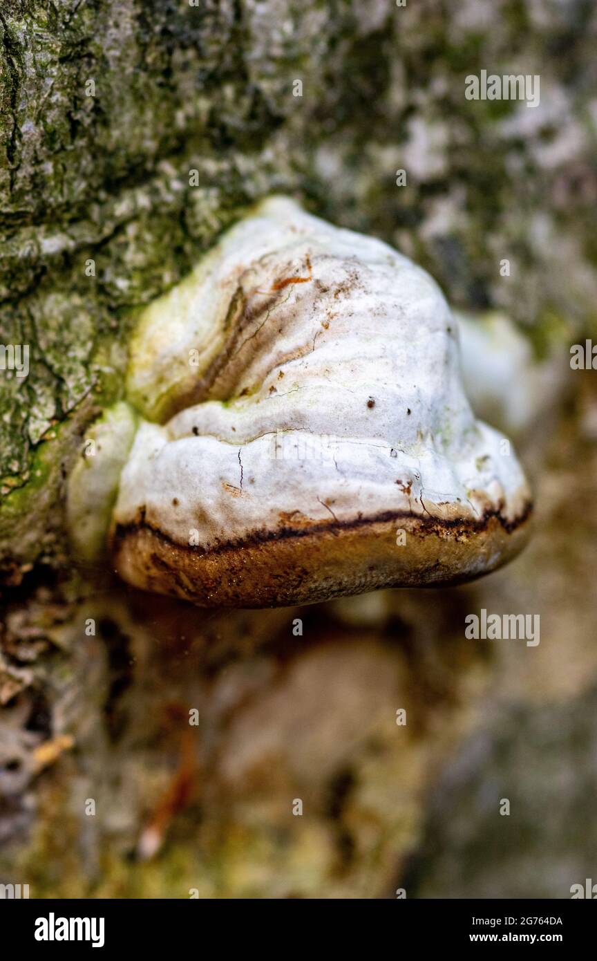 Nahaufnahme eines weißen Baumpilzes Stockfoto