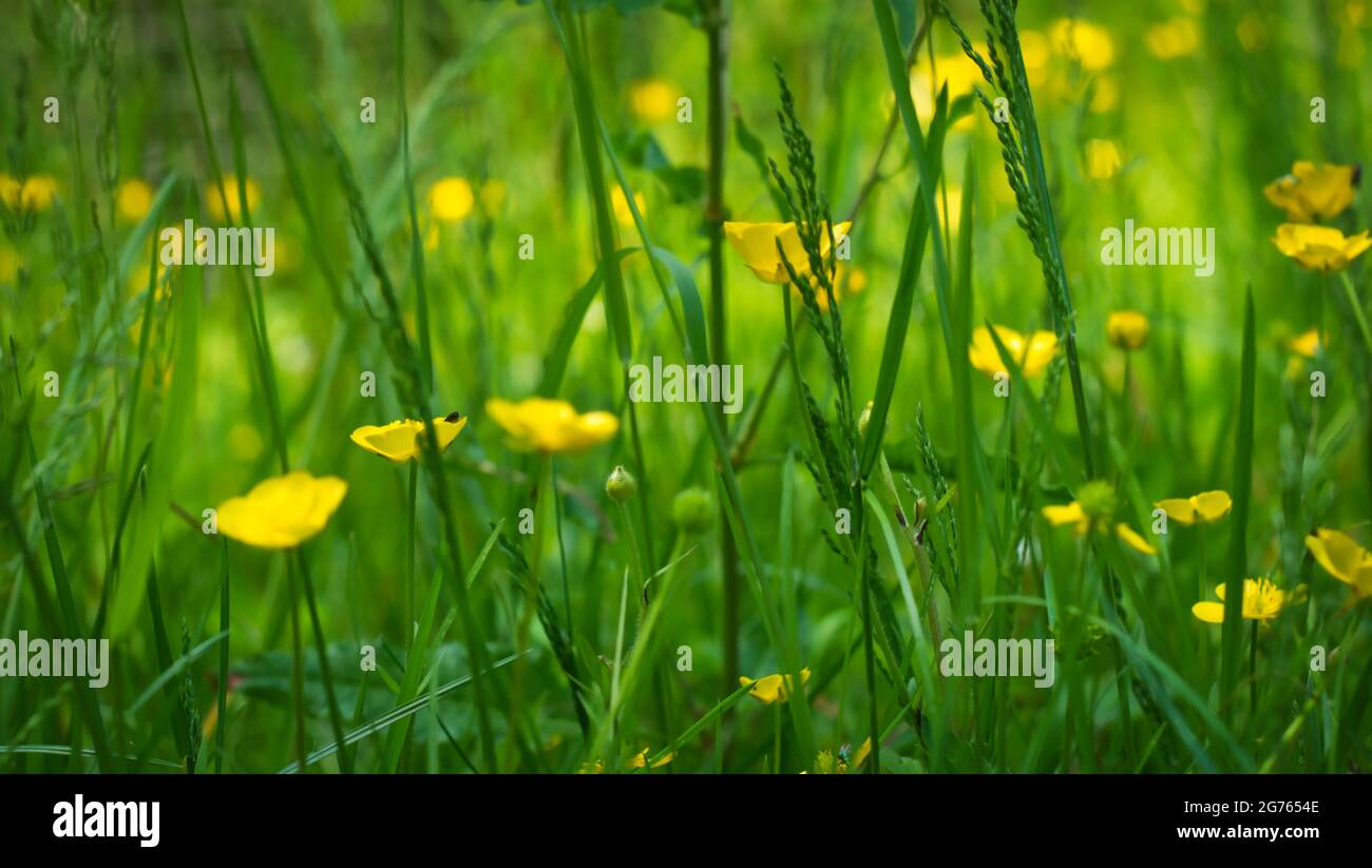 Eine Selektion von bulbösen Butterblumen (Ranunculus bulbosus) blüht auf dem Feld Stockfoto