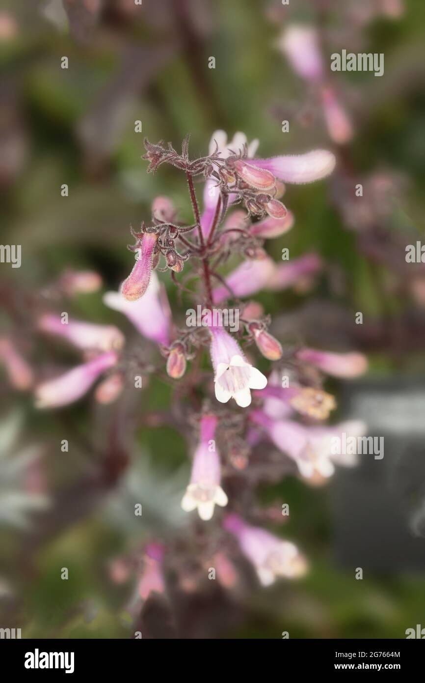 Bartzunge Stockfotos Und Bilder Kaufen Alamy